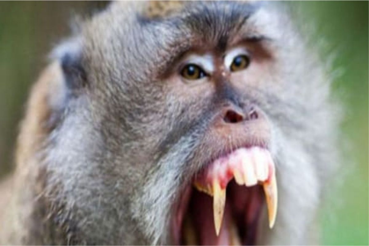 चक्क माकडानं घेतला अपमानाचा बदला; रिक्षाचालकाला धडा शिकवण्यासाठी केला 22 km प्रवास