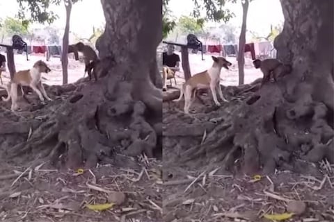 सध्या समोर येणाऱ्या एका व्हिडिओमध्ये (Viral Video) एक माकड कुत्र्याला अशी अद्दल घडवताना दिसतं की कुत्रा आयुष्यभर लक्षात ठेवेल. 
