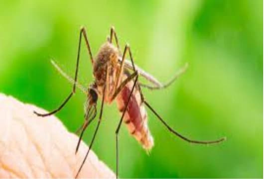 Post Dengue Malaria Diet: डेंग्यू आणि मलेरिया पासून बचाव करायचा असेल तर  फॉलो करा या 5 गोष्टी!