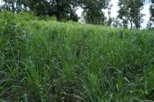 अफूच्या शेतीमुळे होता कुख्यात; आता Lemon Grass च्या सुगंधामुळे आहे देशभर ख्याती अफूच्या शेतीमुळे होता कुख्यात; आता Lemon Grass च्या सुगंधामुळे आहे देशभर ख्याती