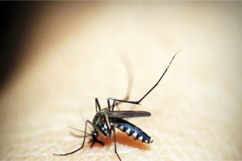 एक मच्छर...  जिंदगी ले सकता है! पावसाळा सुरू असल्याने अनेक ठिकाणी डासांचं प्रमाण वाढलं आहे. किती भीषण आहे यामुळे पसरणाऱ्या रोगांचं वास्तव वाचा...