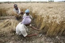 शेतकऱ्यांसाठी आनंदाची बातमी; मोदी सरकारने MSP बद्दल घेतला मोठा निर्णय शेतकऱ्यांसाठी आनंदाची बातमी; मोदी सरकारने MSP बद्दल घेतला मोठा निर्णय