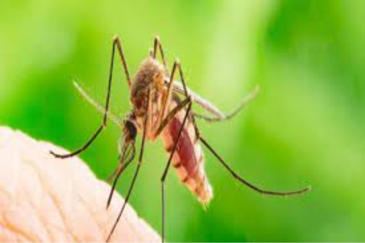 Dengue मुळे वाढली चिंता? आहारात 'या' गोष्टींचा समावेश केल्याने झटपट वाढतील प्लेटिलेट्स