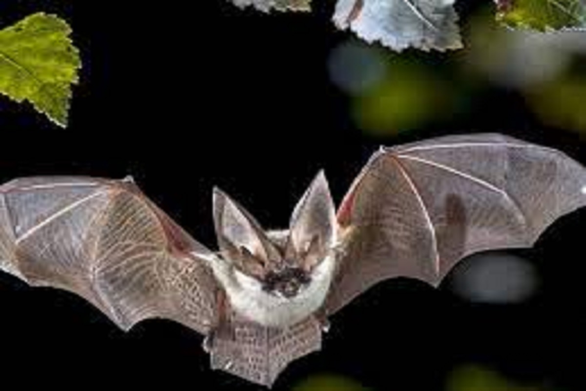 धक्कादायक! मानेवर बसलं Bats, 80 वर्षीय व्यक्तीचा मृत्यू; नेमकं काय घडलं पाहा