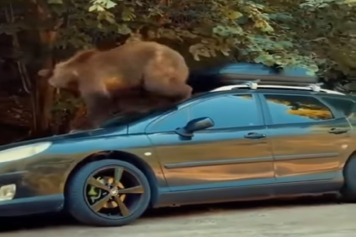 अरे बापरे! थेट कारवरच चढलं अस्वल आणि...; पुढे काय घडलं पाहा VIDEO