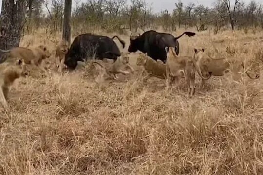 VIDEO - म्हशीवर हल्ला केल्याने चवताळला रेडा; चक्क सिंहांनाही शिंगावर धरून आपटलं