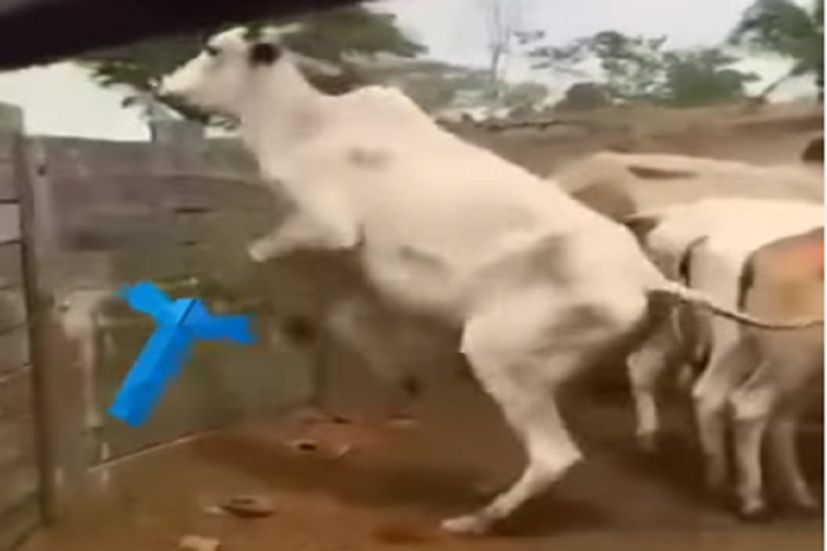 अरारारा... खतरनाक! बैलाची भारी करामत; Stunt Video पाहून नेटिझन्स हैराण