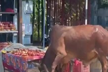 काठी बघून उधळला वळू, भर बाजारात घातला उच्छाद; पाहा भयंकर VIDEO काठी बघून उधळला वळू, भर बाजारात घातला उच्छाद; पाहा भयंकर VIDEO