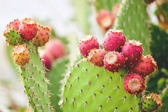 Success Story: निवडुंगाच्या फळांचा ज्यूस विकून शेतकरी झाला लखपती; प्रयोगातून मिळालं यश