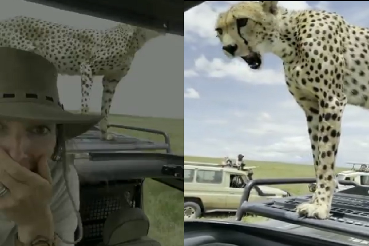 थेट सफारी गाडीवरच चढला चित्ता आणि...; नॅशनल पार्कमधील धडकी भरवणारा VIDEO VIRAL