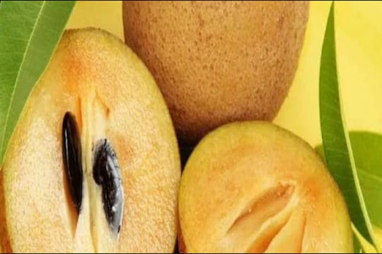 chikoo : चिकूमुळे पचन आणि सुस्तीची समस्या राहते दूर; आणखी बरेच आहेत त्याचे फायदे