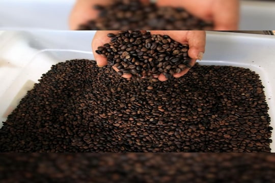 International Coffee Day: जगातली सर्वांत महागडी कॉफी कशापासून बनते वाचल्यावर बसेल धक्का