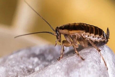 त्यांच्यामुळे संक्रमण (infection) आणि अन्नातून विषबाधेसारख्या समस्या देखील उद्भवू शकतात. अशा परिस्थितीत जर तुम्हाला कोणतेही हानिकारक केमिकल न वापरता झुरळापासून सुटका करायची असेल तर काही सोपे उपाय आपण अवलंबू शकतो.