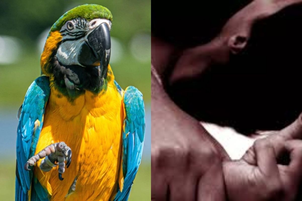 मालकीणीवरील अत्याचाराचा पोपट ठरला मुख्य साक्षीदार; आरोपींना शिक्षा मिळावी म्हणून कोर्टात दिली साक्ष