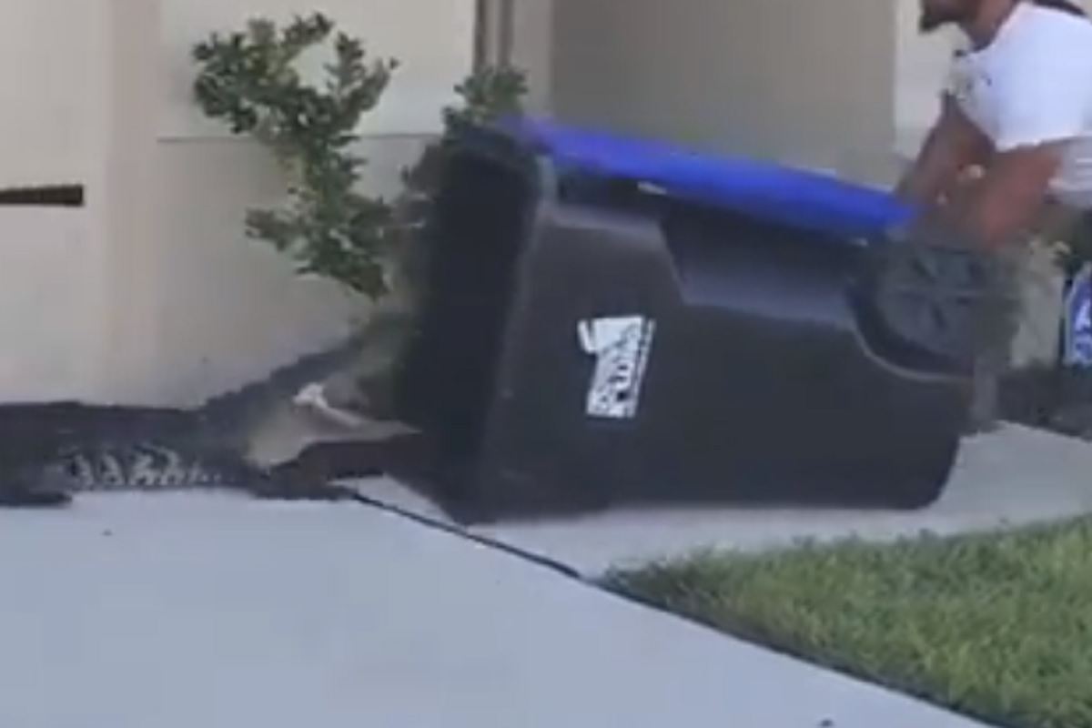 खरोखरचं Man vs Wild! घराबाहेर आलेल्या मगरीला पकडण्याचा थरार कॅमेरात कैद, Video Viral