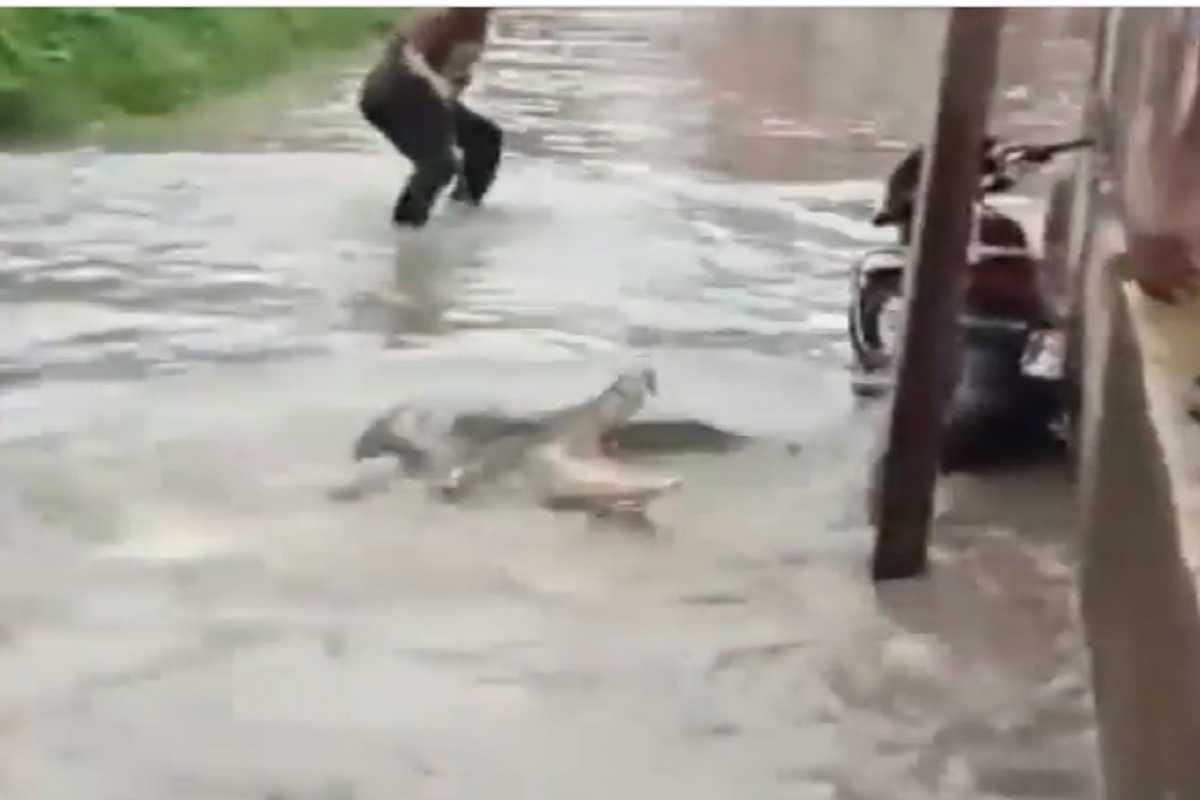 चवताळलेली मगर पाण्यातून बाहेर रस्त्यावर आली आणि...; धडकी भरवणारा VIDEO