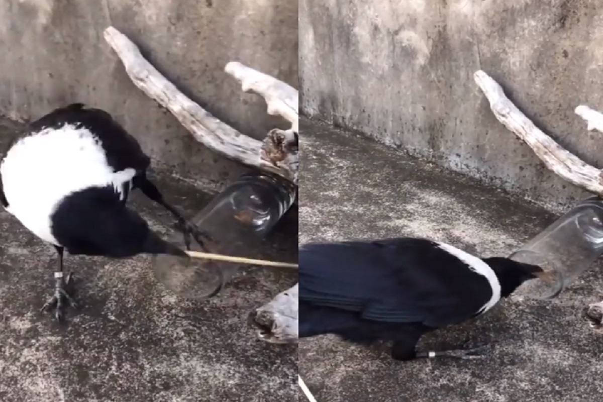 तहानलेल्या कावळ्यानंतर भुकेल्या कावळ्याचा VIDEO VIRAL; खाण्यासाठी कशी लढवली युक्ती पाहा