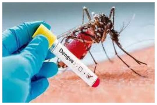 डेंग्यू म्हणजे काय?, कसा होतो प्रसार, काय आहेत लक्षणे आणि उपचार? 