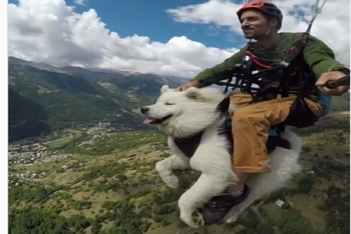 ...अन् चक्क हवेत उडू लागला कुत्रा; Flying dog चा VIDEO पाहून थक्क व्हाल