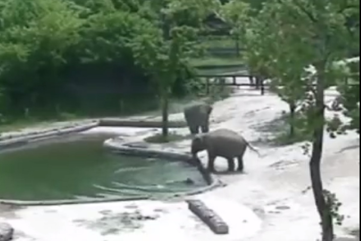 बुडणाऱ्या पिल्लासाठी हत्तींची धडपड; पाण्यात उडी मारत वाचवला जीव पाहा VIDEO