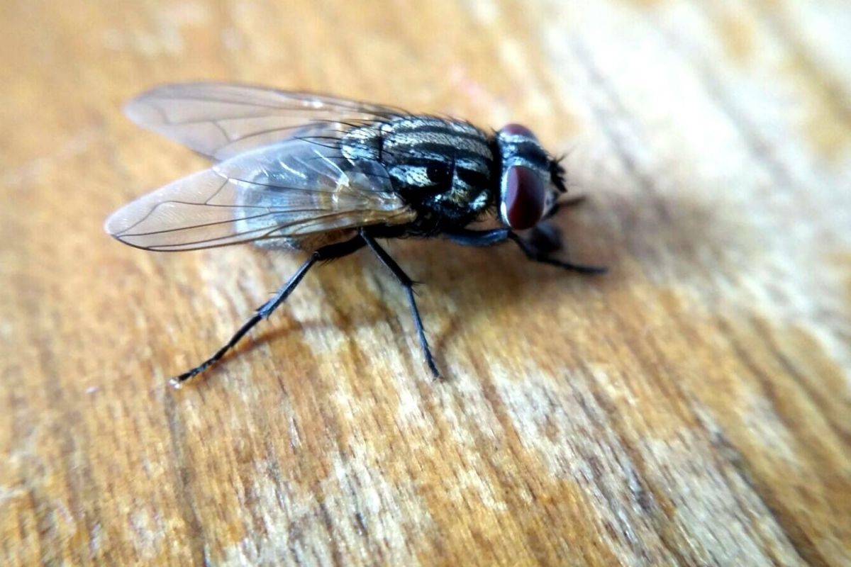 खरं की काय? इथे सफाई कामगारांऐवजी चक्क माश्या ठेवतात टॉयलेट स्वच्छ; वाचून म्हणाल अफलातून आयडिया