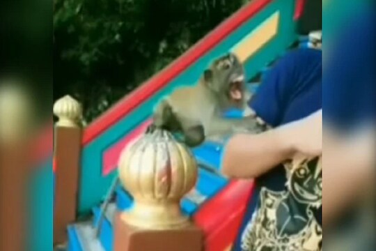 माकडासोबत सेल्फी घेणं महागात
