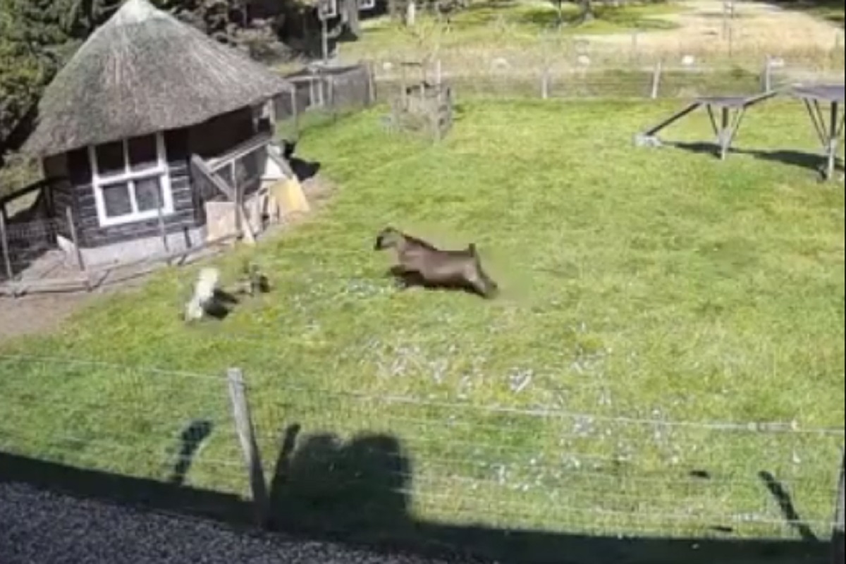 VIDEO - आकाशातून झेपावलेल्या ससाण्याशी भिडली बकरी; कोंबडीच्या पिल्लाला मृत्यूच्या दारातून खेचून काढलं