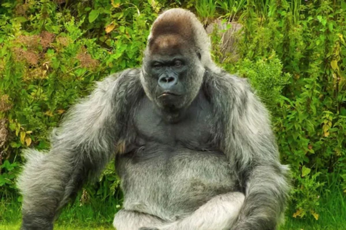 गोरिल्लाचं कृत्य पाहून पर्यटक शरमले; आई-वडिलांनी मुलांचे डोळे बंद करून Zoo मधून ठोकली धूम