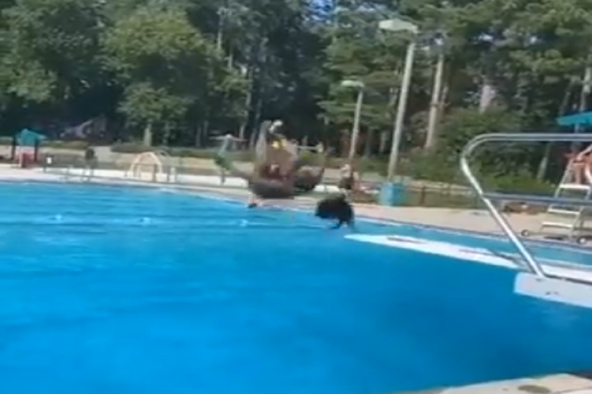 अरे! हे काय? पाण्यात उडी मारताच पूर्ण वेगळे झाले डोक्यावरचे केस; पाहा मजेशीर VIDEO