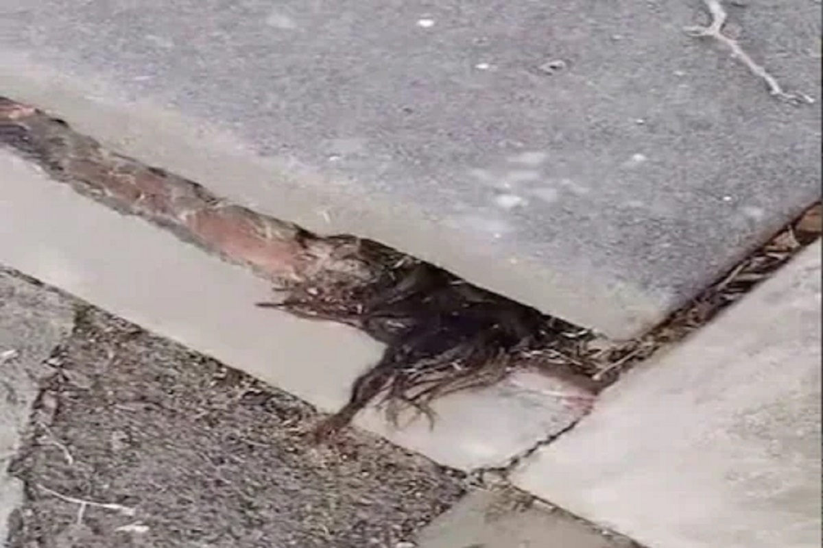 Shocking! 100 वर्षे जुन्या कबरीतून अचानक बाहेर आले मानवी केस; Horror Video पाहून तुम्हालाही फुटेल घाम