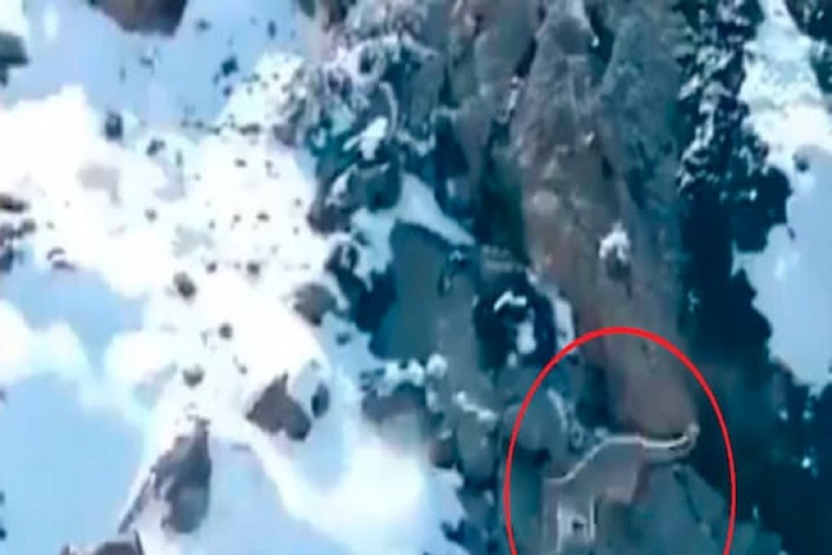 खतरनाक! उंच कड्यावरून झेपावत हवेतच साधला डाव; कधीच पाहिला नसेल शिकारीचा असा VIDEO