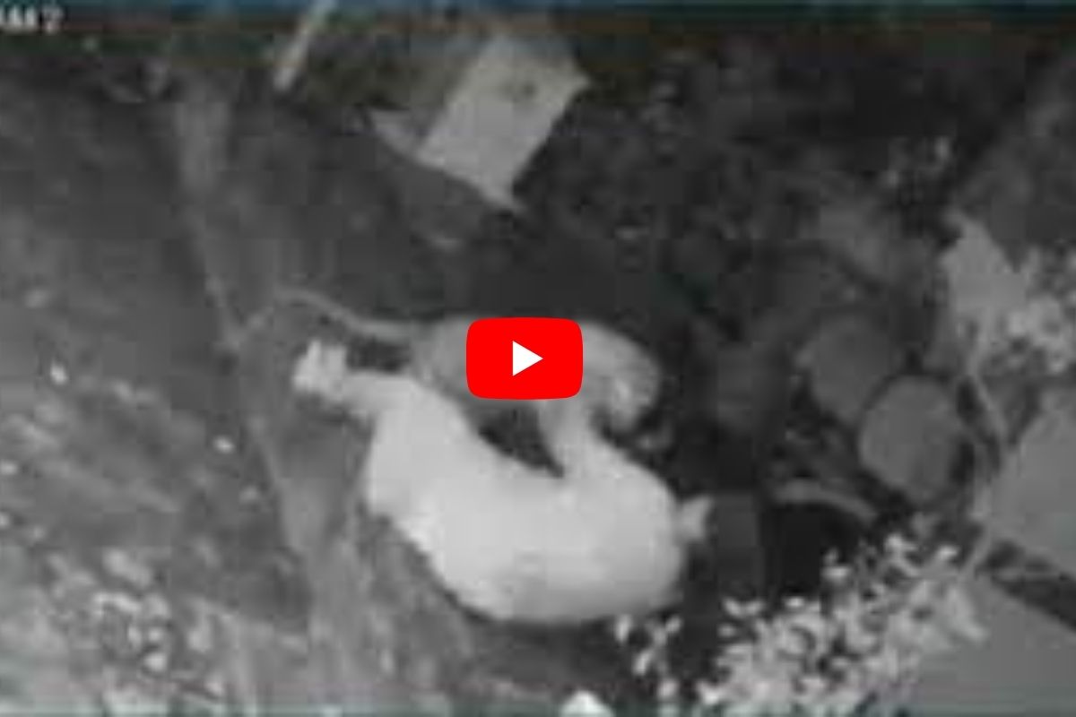 VIDEO : मागून दबकत येत अंगणात बसलेल्या महिलेवर बिबट्याचा हल्ला; CCTV मध्ये थरारक दृश्य कैद