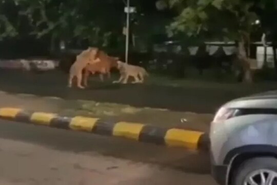 अरे बापरे! गाड्यांसमोर येत 2 सिंहांनी घातली झडप; हायवेवरील शिकारीचा थरारक VIDEO
