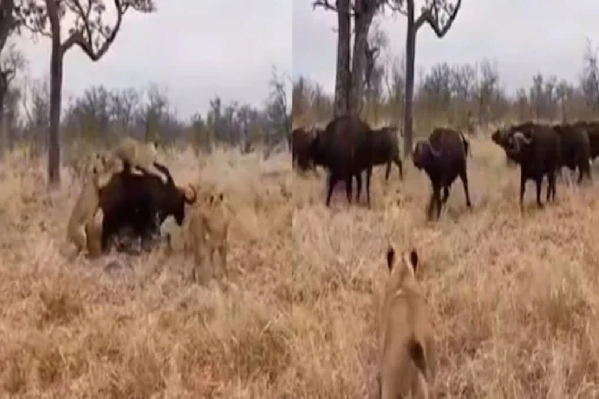 आले अंगावर घेतलं शिंगावर! म्हशींना घाबरून चक्क सिंहांनीही ठोकली धूम; VIDEO VIRAL