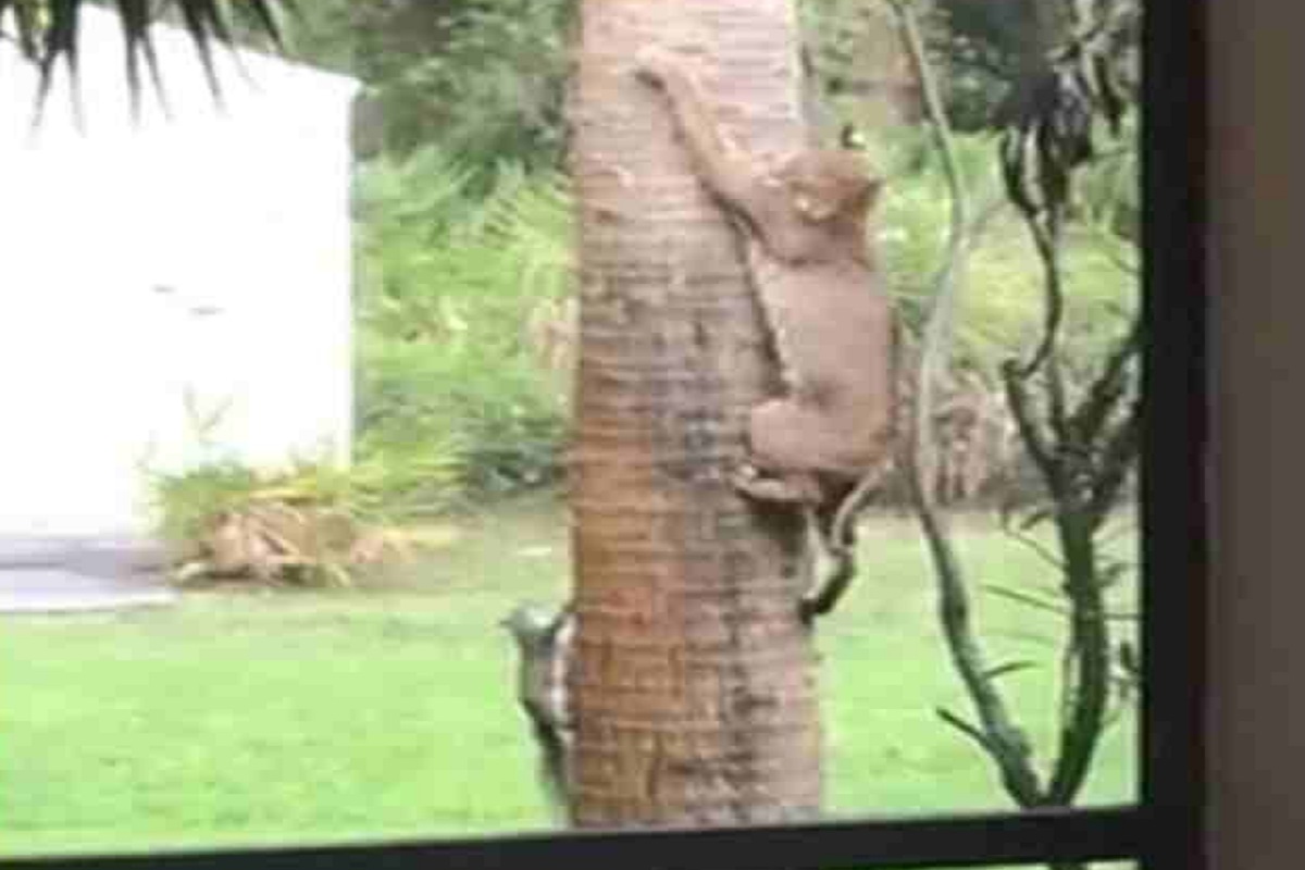 VIDEO - एवढासा जीव पण शेवटपर्यंत लढली; खारूताईमुळे चक्क सिंहाची दमछाक