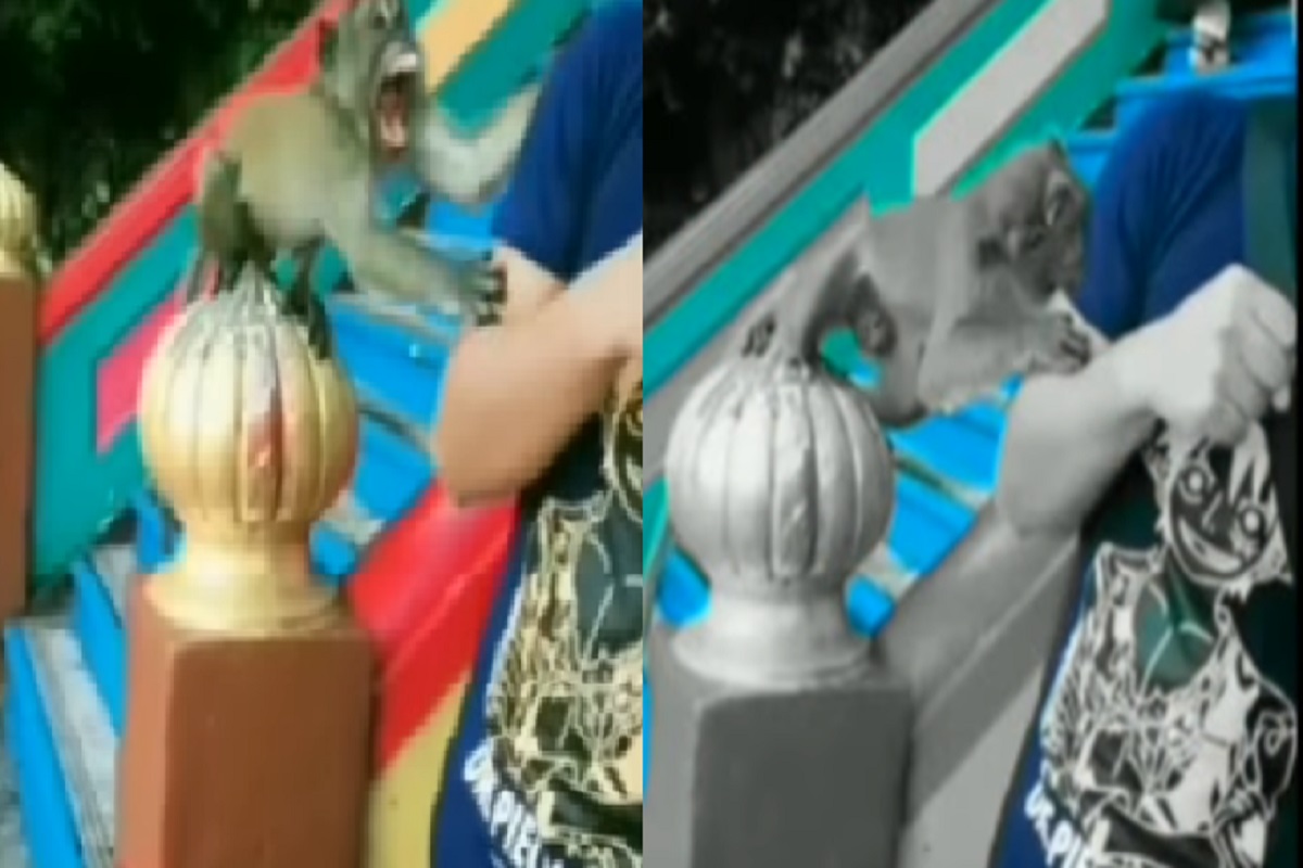 माकडासोबत सेल्फी पडला महागात! तरुणावर कसा खतरनाक हल्ला केला पाहा VIDEO