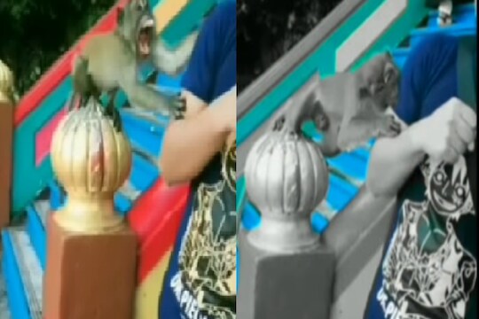 माकडासोबत सेल्फी पडला महागात! तरुणावर कसा खतरनाक हल्ला केला पाहा VIDEO