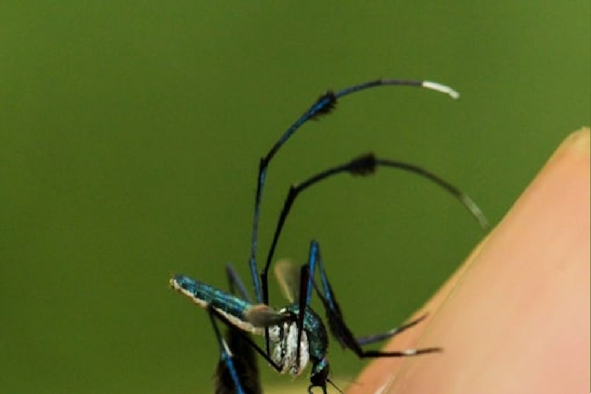 जगातला सगळ्यात सुंदर डास! चावला तरी मारायची इच्छा होणार नाही