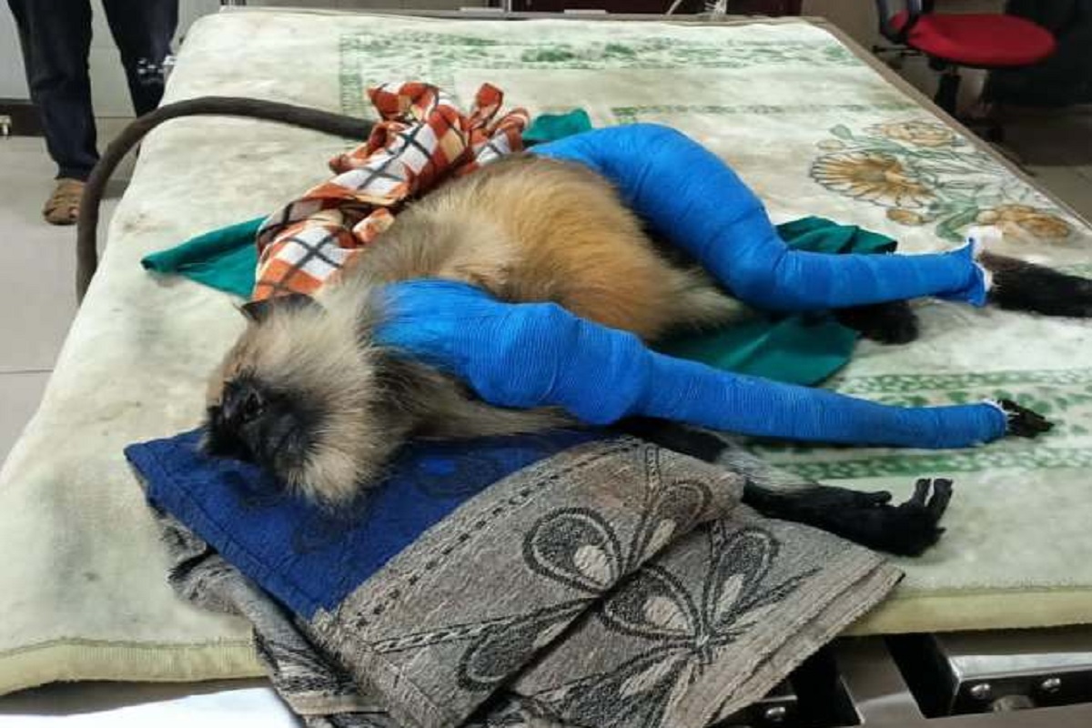 दीड लाखांच्या सर्जरीमुळे वाचलं माकड; प्राण्यावर पहिल्यांदाच झालं माणसाचं ऑपरेशन