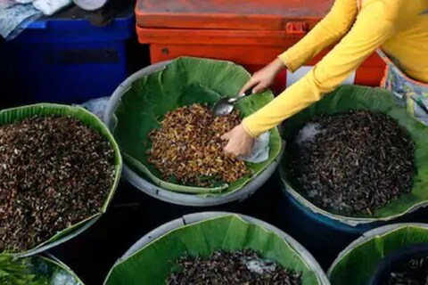 लाल मुंग्यांच्या चटणीचा (Red ant chutney for corona treatment) कोरोनावर उपचारासाठी वापर व्हावा, अशी मागणी करणारी याचिका सुप्रीम कोर्टात दाखल करण्यात आली होती.