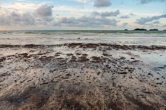 Explainer: मुंबई, गोवाच्या समुद्रकिनाऱ्यावर आढळले काळे चिकट गोळे, नक्की काय आहे हे आणि किती धोकादायक?