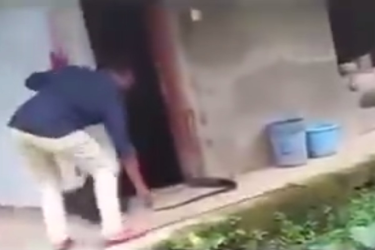 Shocking video! छोटासा साप समजून शेपटी खेचली आणि समोर आला...; पाहून तरुणाला फुटला घाम