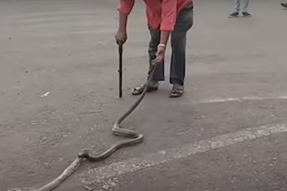 बापरे..! कोब्रा नागानं गिळली घोणस; विषारी सापाची दुसऱ्या विषारी सापाकडून शिकार