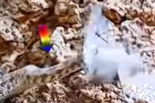 ...अन् शिकारीच झाला शिकार, एका क्षणात खेळ खल्लास; पाहा थरारक VIDEO