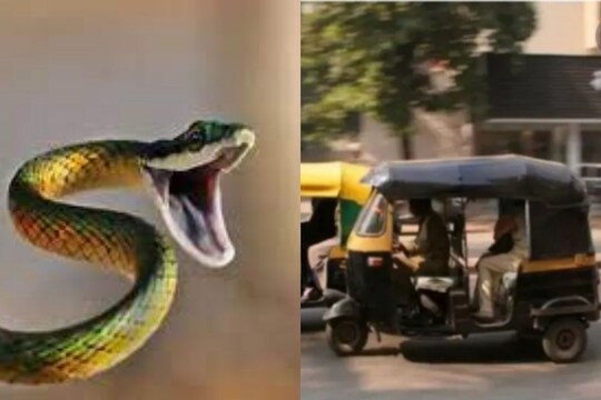 धावत्या रिक्षात अचानक साप निघाल्यानं रिक्षाचा मोठा अपघात झाला आहे... (प्रातिनिधीक फोटो)