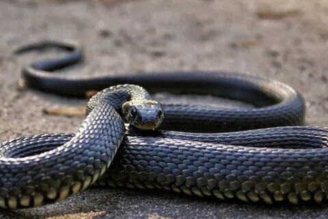 मात्र वाघाप्रमाणेच सापालाही (Snake) मावशी असते, हे तुम्हाला माहीत आहे का?