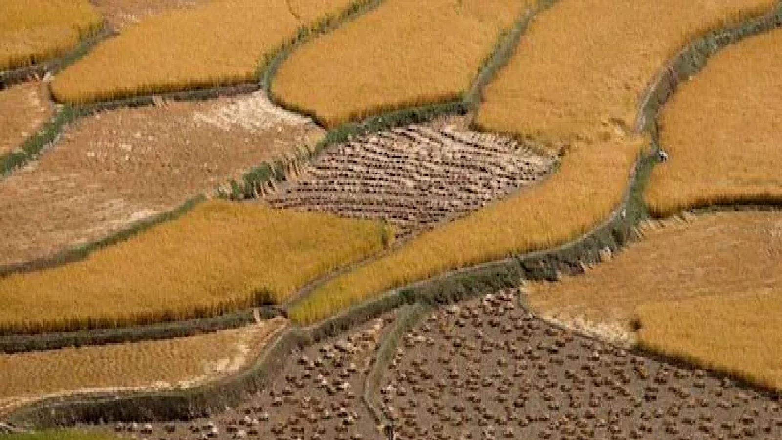 भारताच्या शेजारी देशात परिस्थिती बिकट, Food Emergency ची घोषणा; दुकानांबाहेर लांबच लांब रांगा