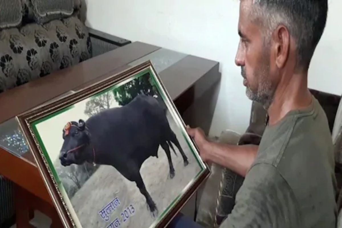 हरियाणातील सुलतान रेड्याचा दुर्देवी अंत; एका जत्रेत 21 कोटींमध्ये विकण्याची केली होती मागणी