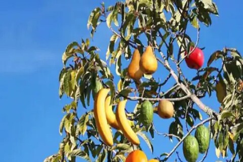 एका झाडावर वेगवेगळी फळं लागणं हे अशक्यही शक्य झालं आहे.