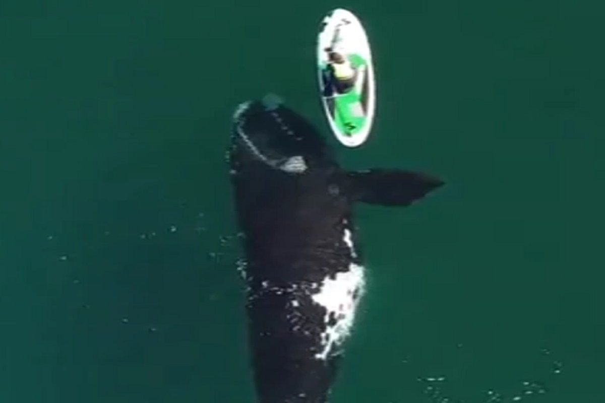 Whale ने बोटीला धक्का दिला आणि..., 'मृत्यू'च्या तोंडात तरुणी; VIDEO पाहून भरेल धडकी